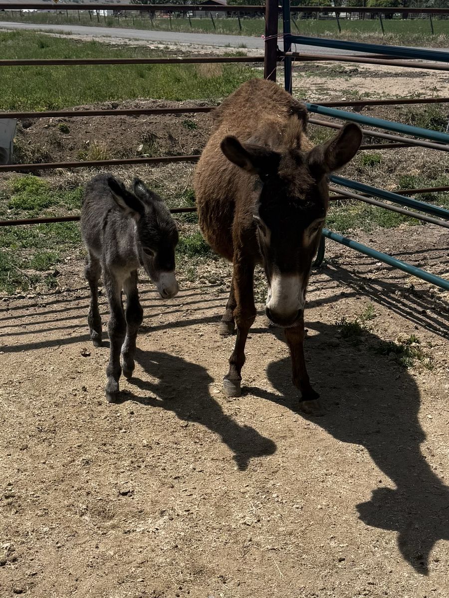 Donkey pair