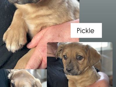 mini golden retriever mix pure American Eskimo