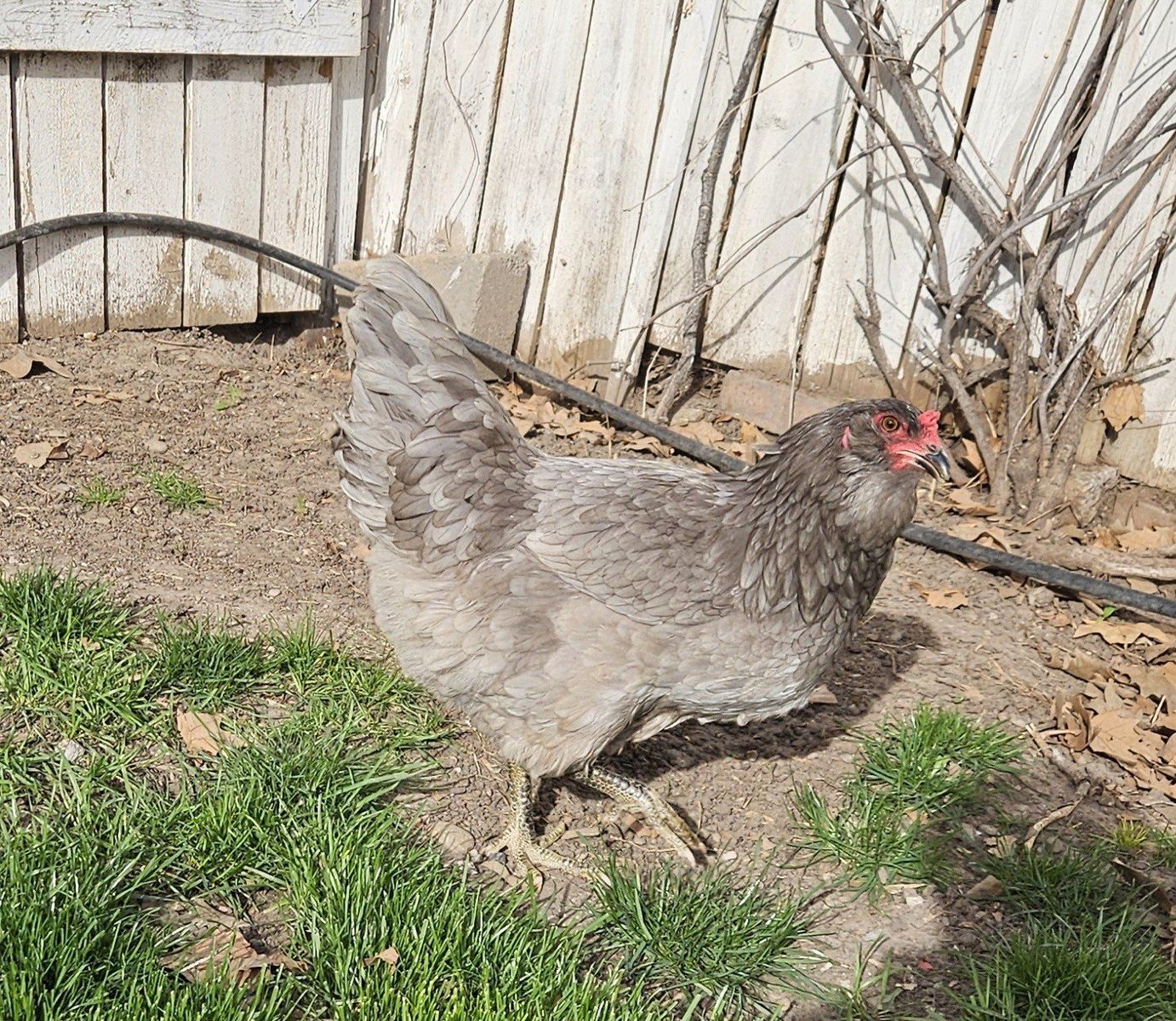 Ameraucana Laying Hens