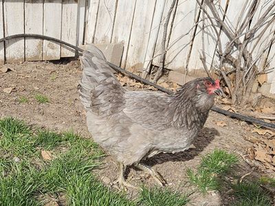 Ameraucana Laying Hens