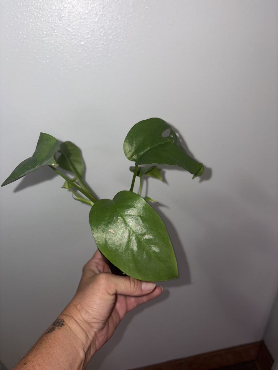 Mini monstera