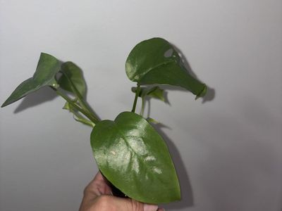 Mini monstera