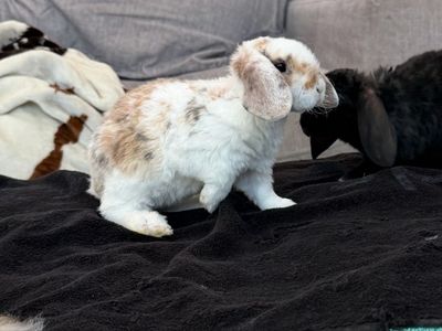 Purebred mini plush lops