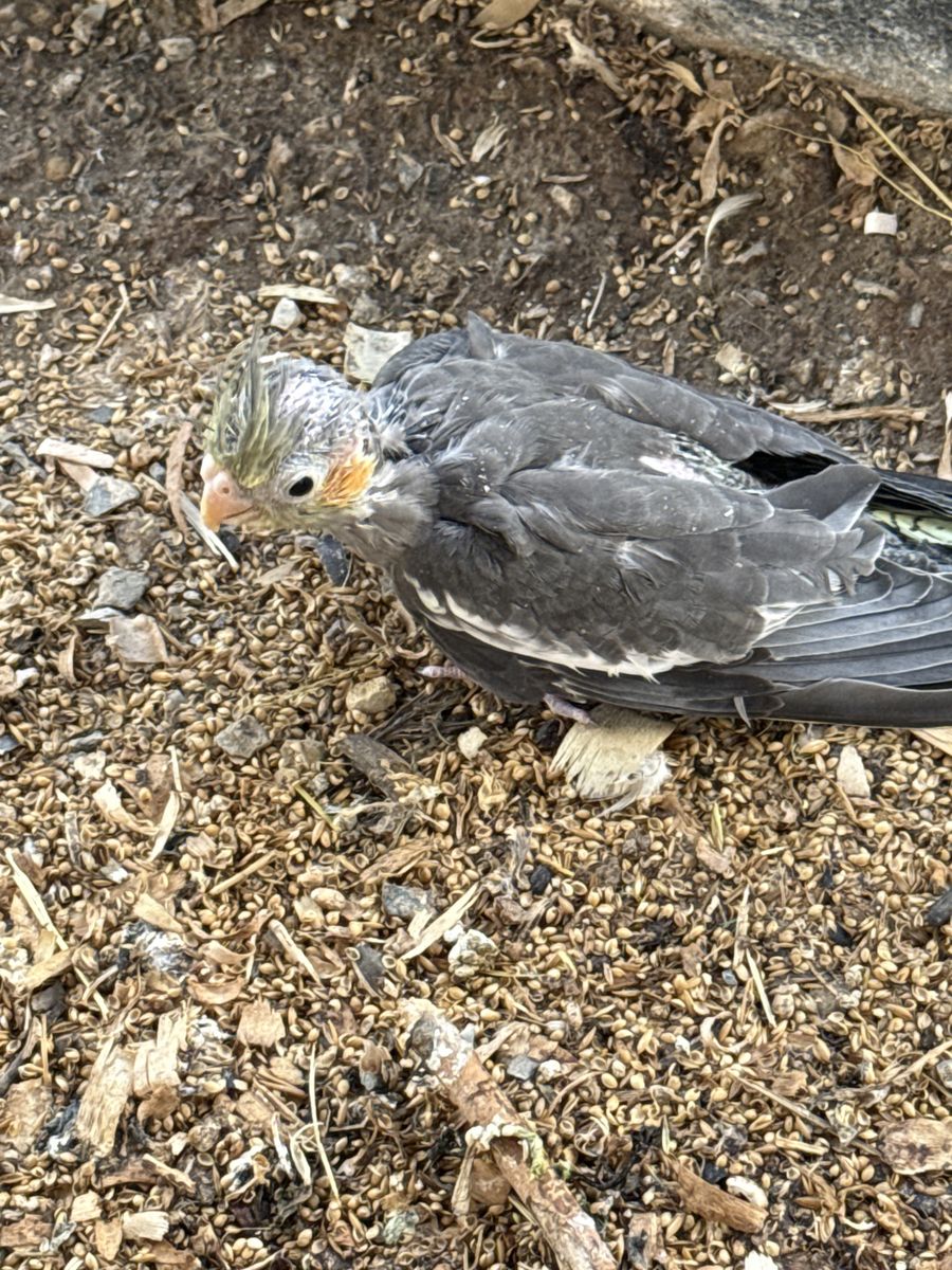 Cockatiel
