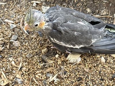 Cockatiel