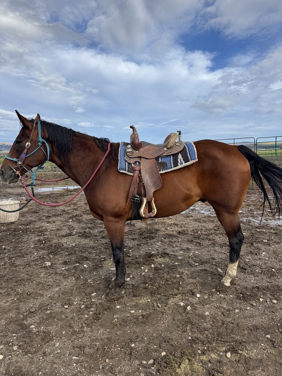 GREAT BEGINNER HORSE/KID FRIENDLY QUARTER HORSE GELDING- DELIVERY AVAILABLE FOR A FEE!