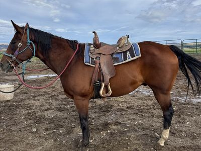 GREAT BEGINNER HORSE/KID FRIENDLY QUARTER HORSE GELDING- DELIVERY AVAILABLE FOR A FEE!