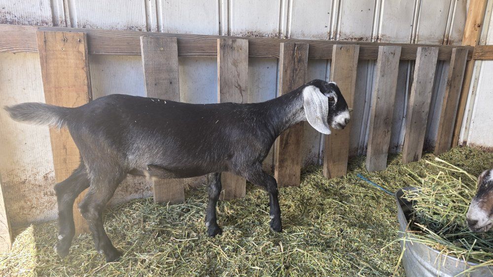 Nubian goats