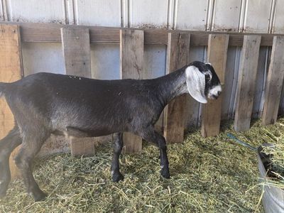 Nubian goats