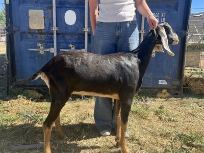 ADGA Registered dry yearling nubian doe