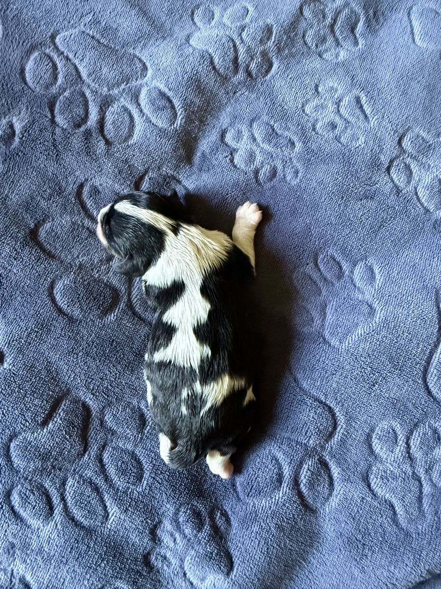 Cavalier King Charles spaniel puppies