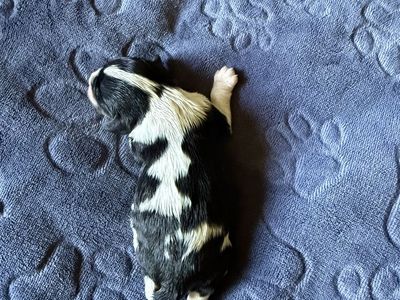 Cavalier King Charles spaniel puppies