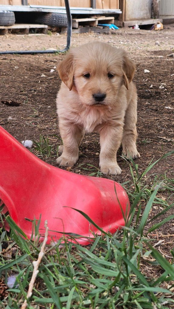 Golden Retriever Puppies - $900 - 2 left!