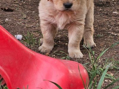 Golden Retriever Puppies - $900 - 2 left!