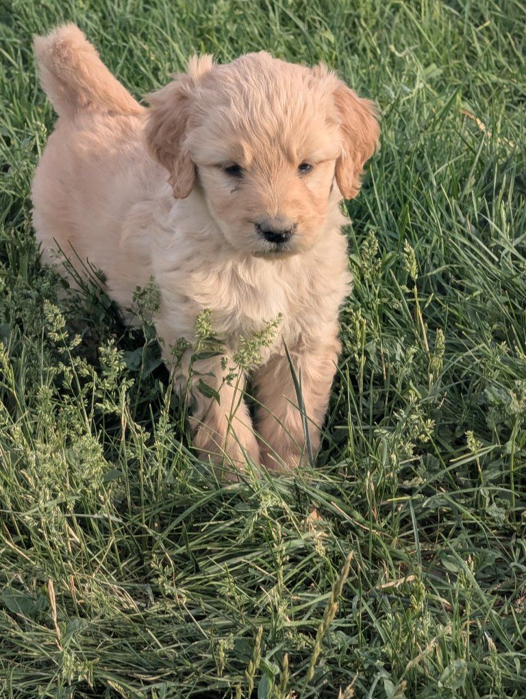 F1 Goldendoodle puppies