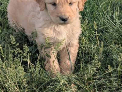 F1 Goldendoodle puppies