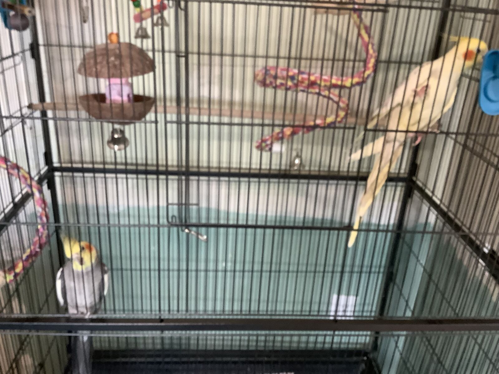 2 Male Cockatiels