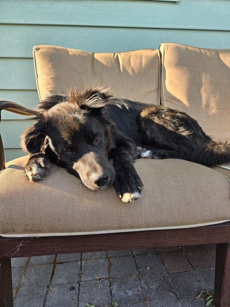 14 month old Great Dane/ Akita mix