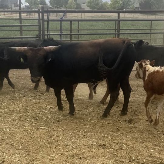 Corriente bull 