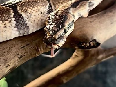 Ball Python