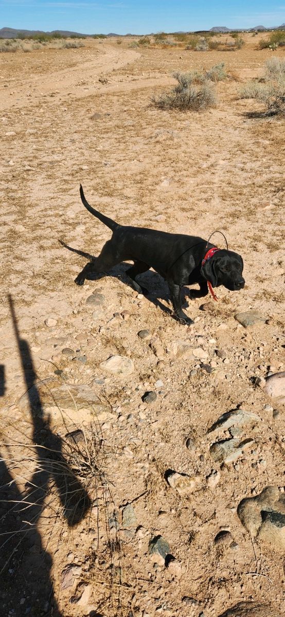 Pointing lab