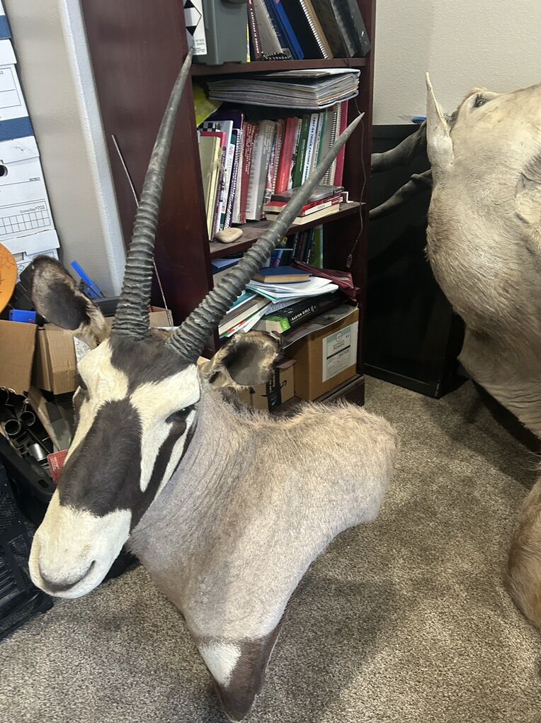 South African Oryx Mount