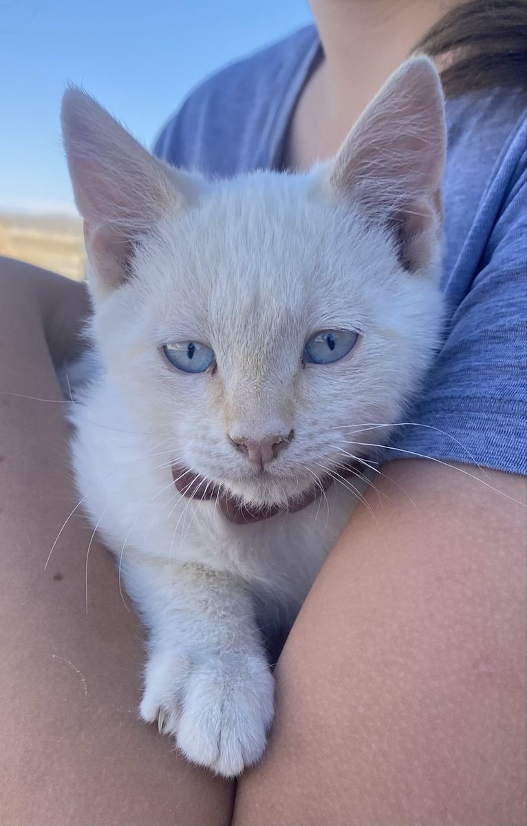 Male Flame Point Kitten with Blue Eyes - DOB 4/1