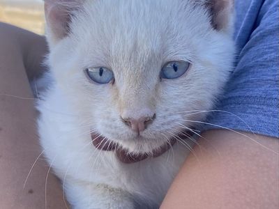 Male Flame Point Kitten with Blue Eyes - DOB 4/1