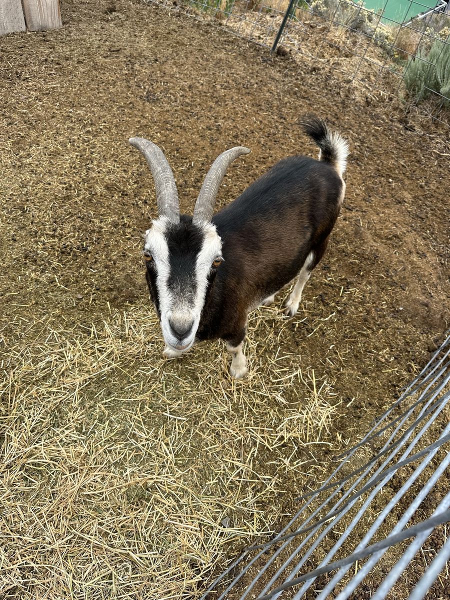 Lamancha Does