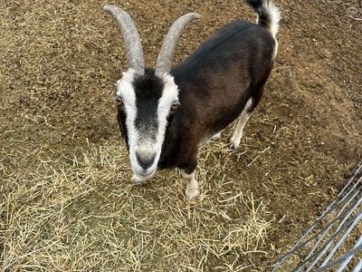 Lamancha Does