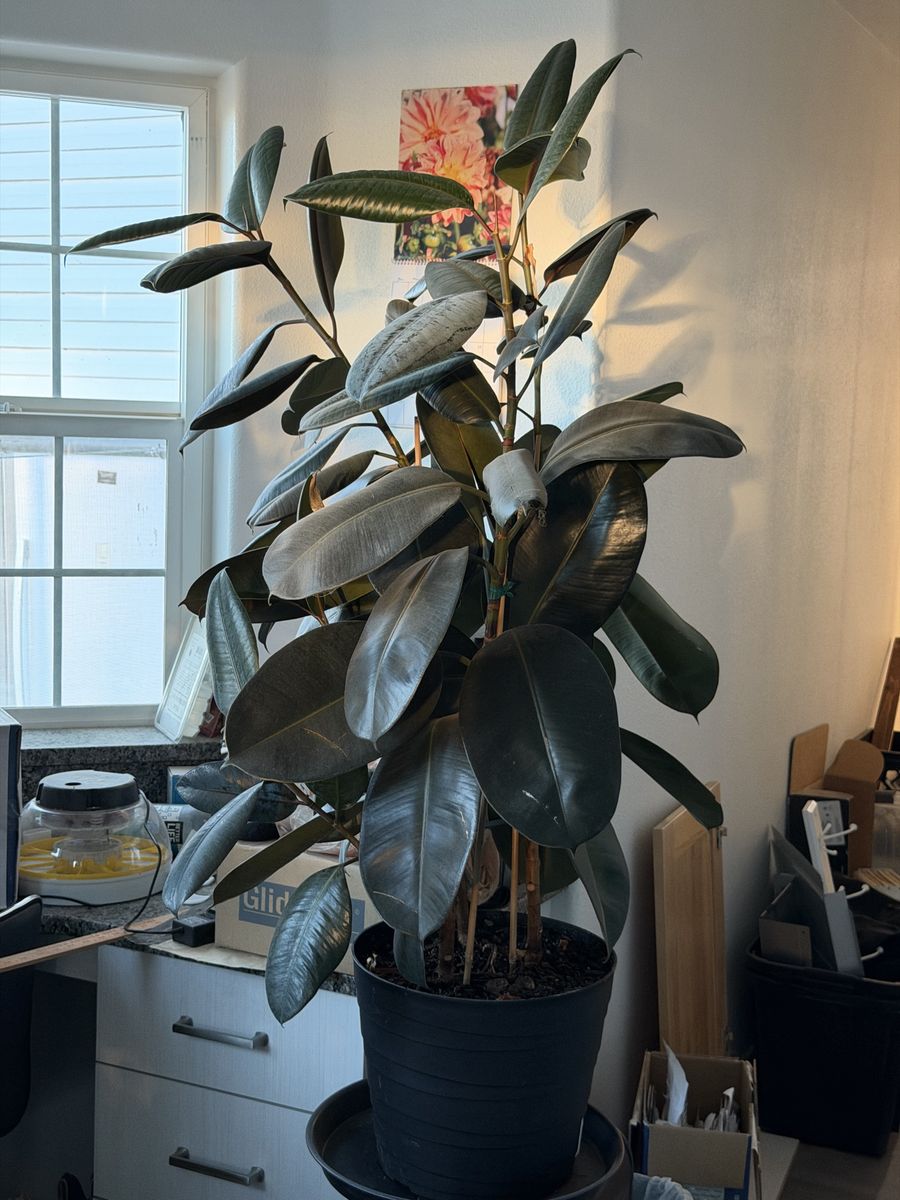 Potted Burgundy Rubber Tree Plant (Ficus Elastica) in Black Planter (free delivery to SLC)