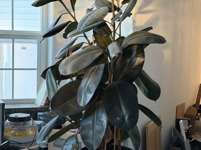 Potted Burgundy Rubber Tree Plant (Ficus Elastica) in Black Planter (free delivery to SLC)