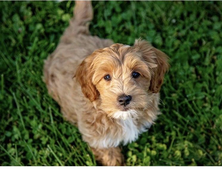 Medium Golden Doodle Puppies