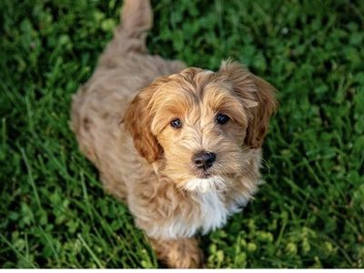 Medium Golden Doodle Puppies