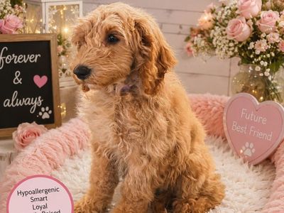 Darling 4m Old house Trained Mini Goldendoodles