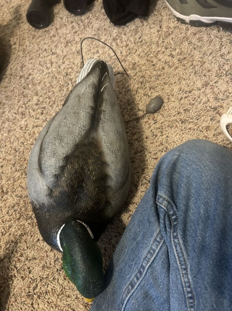 Decoys Cleaning