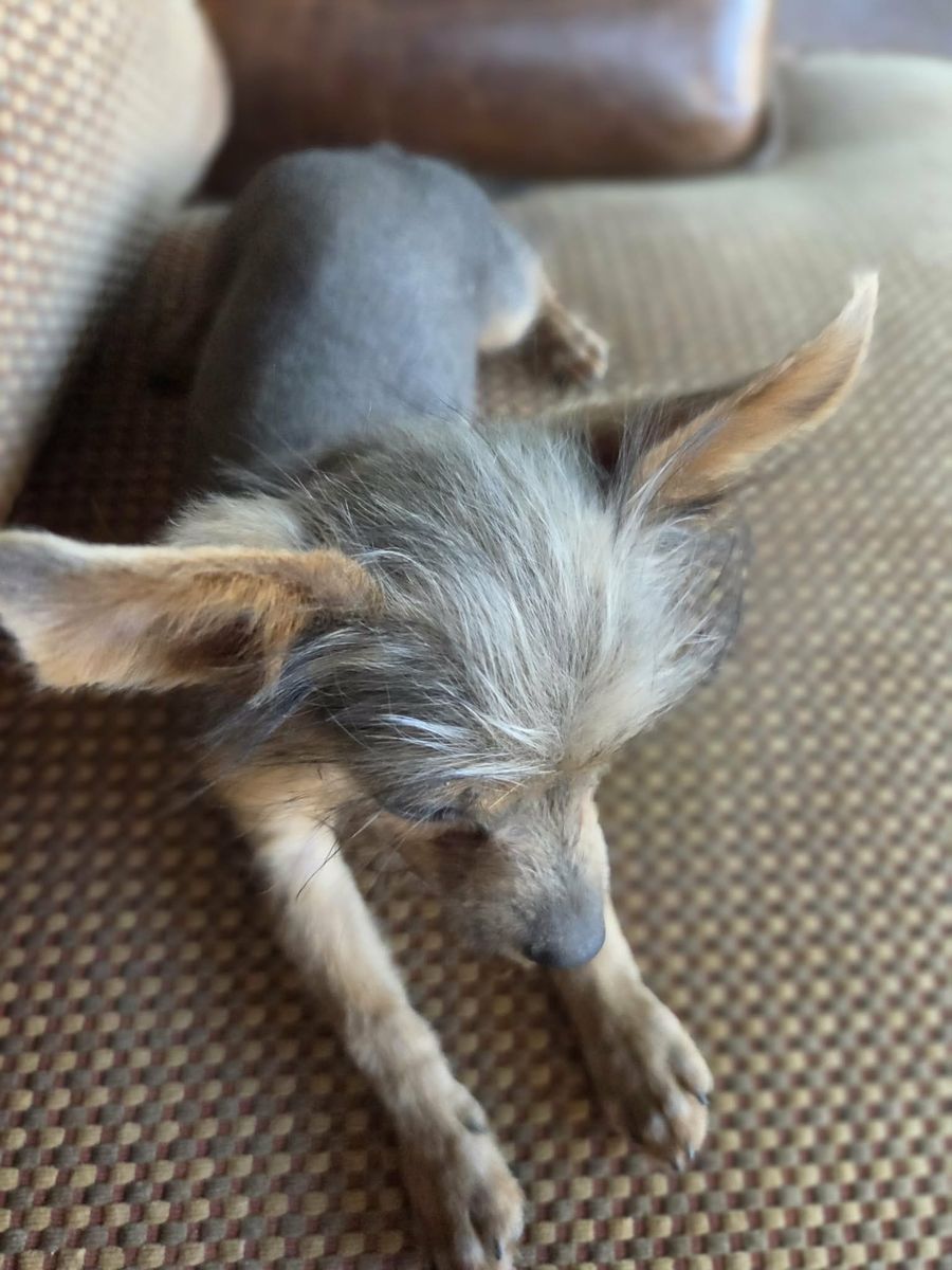 Yorki