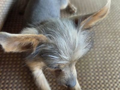 Yorki