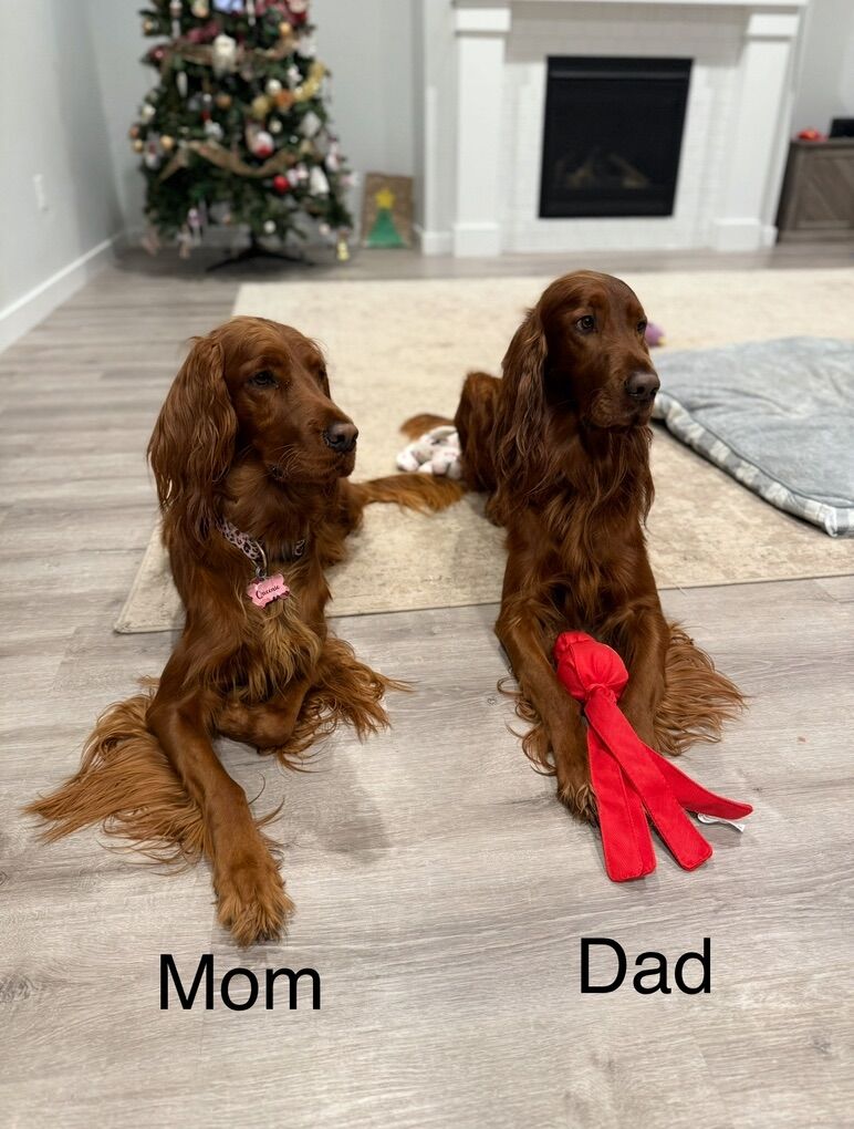 Irish Setter Puppies - due 03/10 -