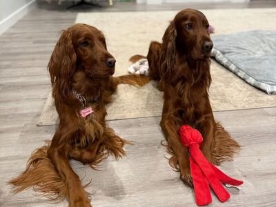 Irish Setter Puppies - due 03/10 -