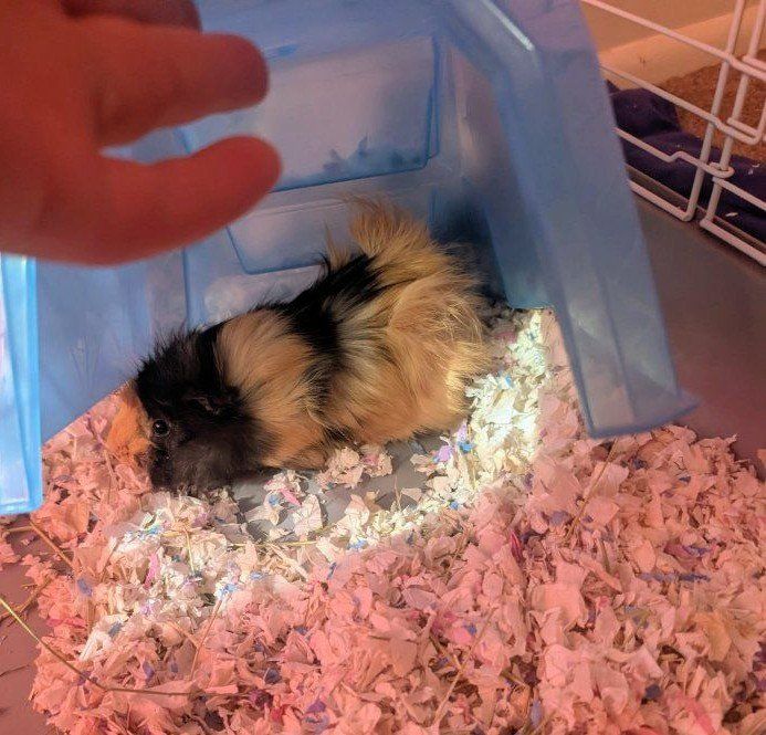 Female Guinea Pigs
