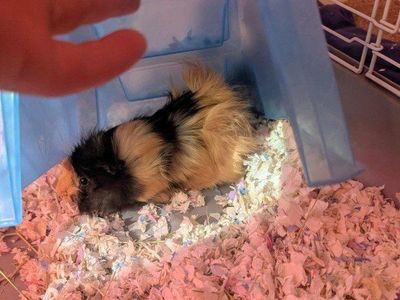 Female Guinea Pigs
