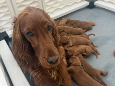 Irish Setter Puppies Are HERE!!!!