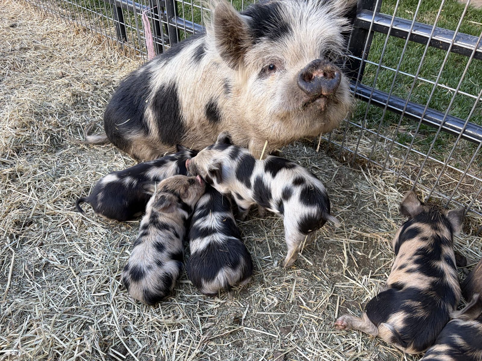 Registered Kune Kune Boar and Unregistered Sow