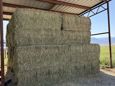 Premium Alfalfa Orchard Grass Mix Hay Bales - 3x4 Size, Nearly Weed-Free