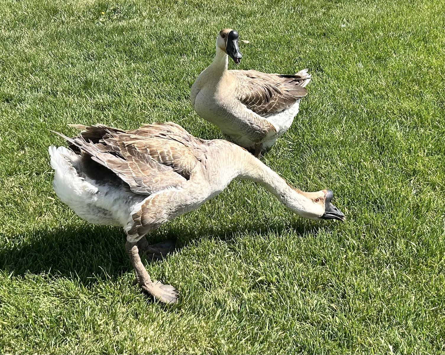 Pair of African Geese