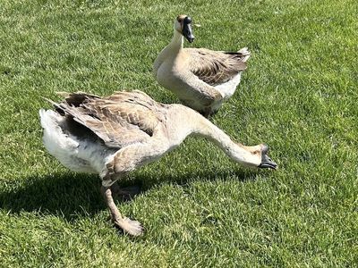 Pair of African Geese