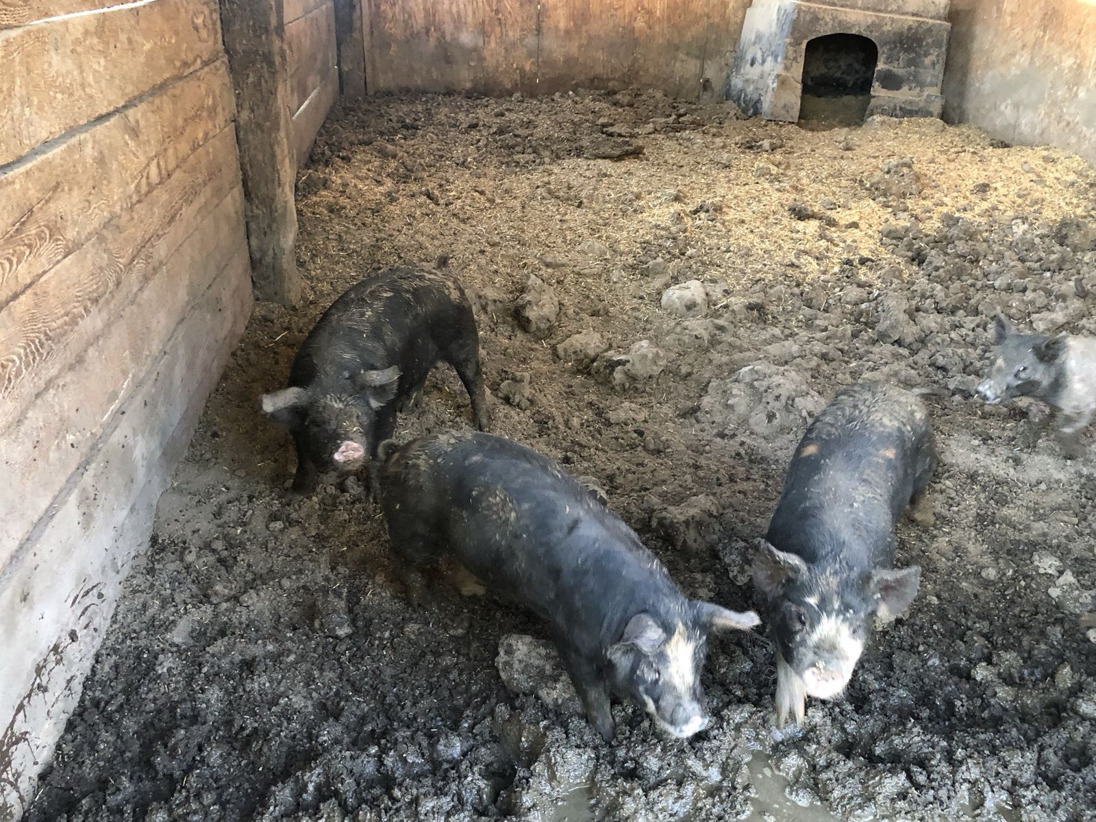 Healthy Piglets for Sale