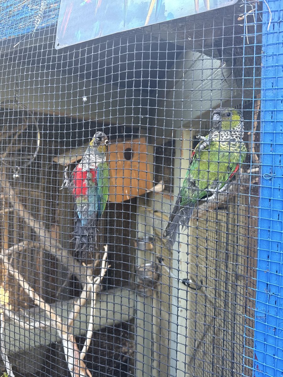 Conures