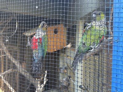Conures